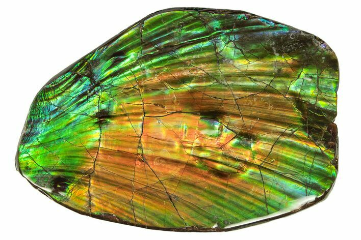 Flashy Ammolite (Fossil Ammonite Shell) - Alberta, Canada #264847